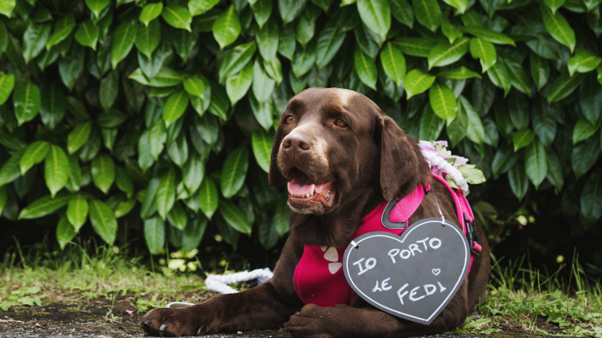 Wedding Dog